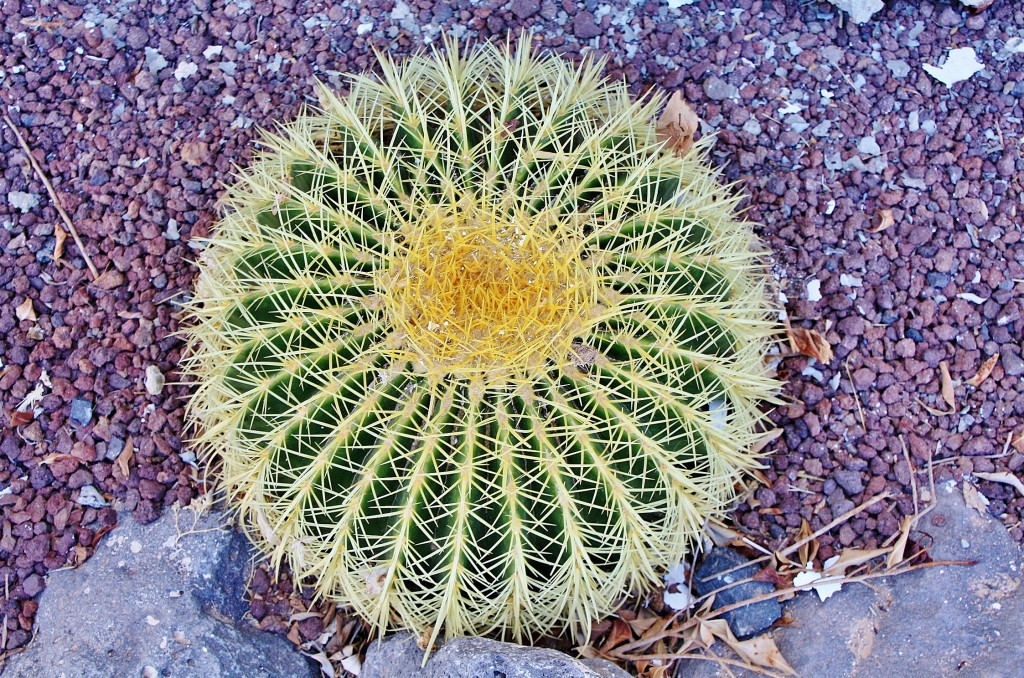 Foto: Mejor no sentarse - Betancuria (Fuerteventura) (Las Palmas), España