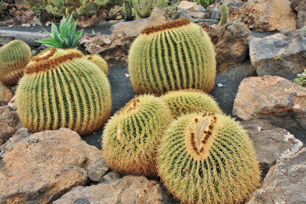 Foto: Jardín de Cactus - Guatiza (Lanzarote) (Las Palmas), España