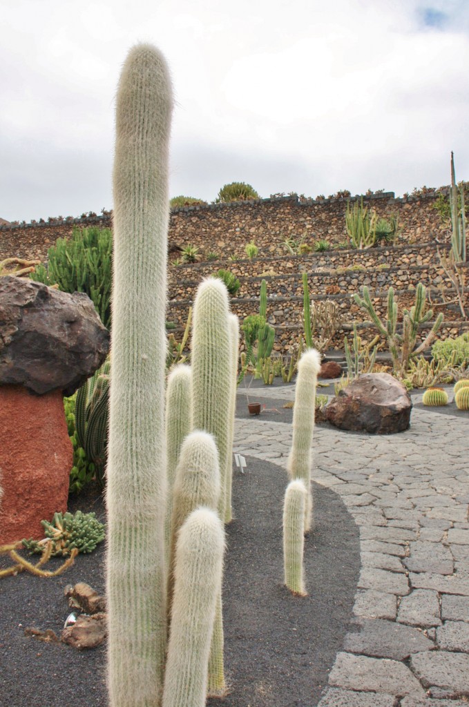 Foto: Jardín de Cactus - Guatiza (Lanzarote) (Las Palmas), España