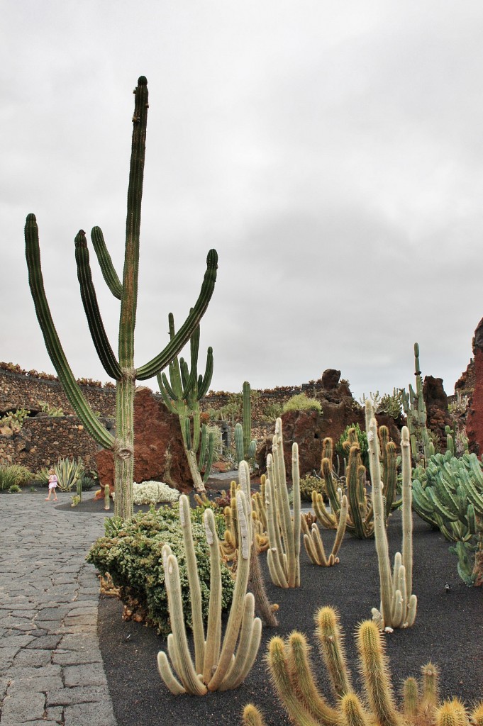 Foto: Jardín de Cactus - Guatiza (Lanzarote) (Las Palmas), España