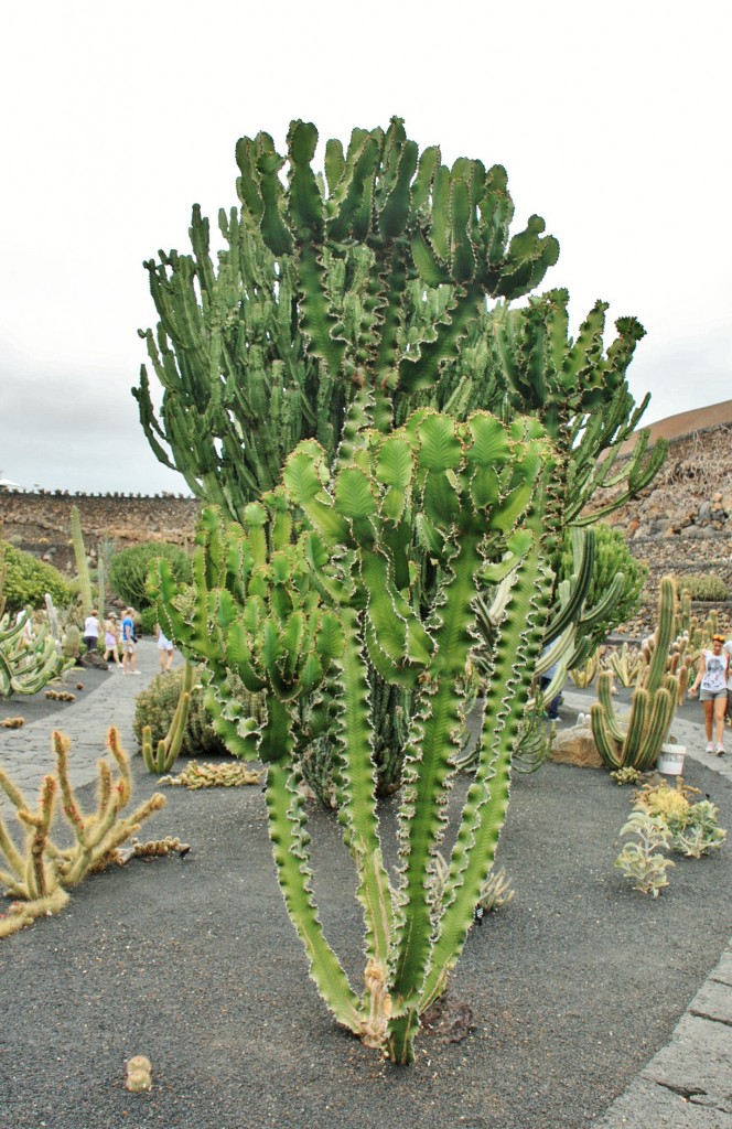 Foto: Jardín de Cactus - Guatiza (Lanzarote) (Las Palmas), España