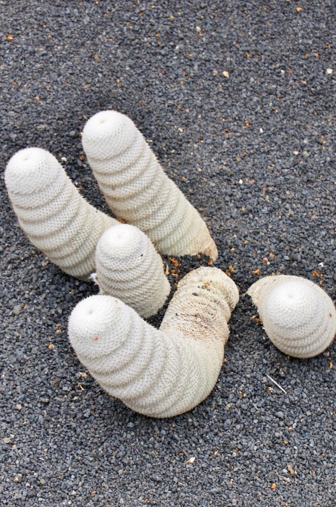 Foto: Jardín de Cactus - Guatiza (Lanzarote) (Las Palmas), España