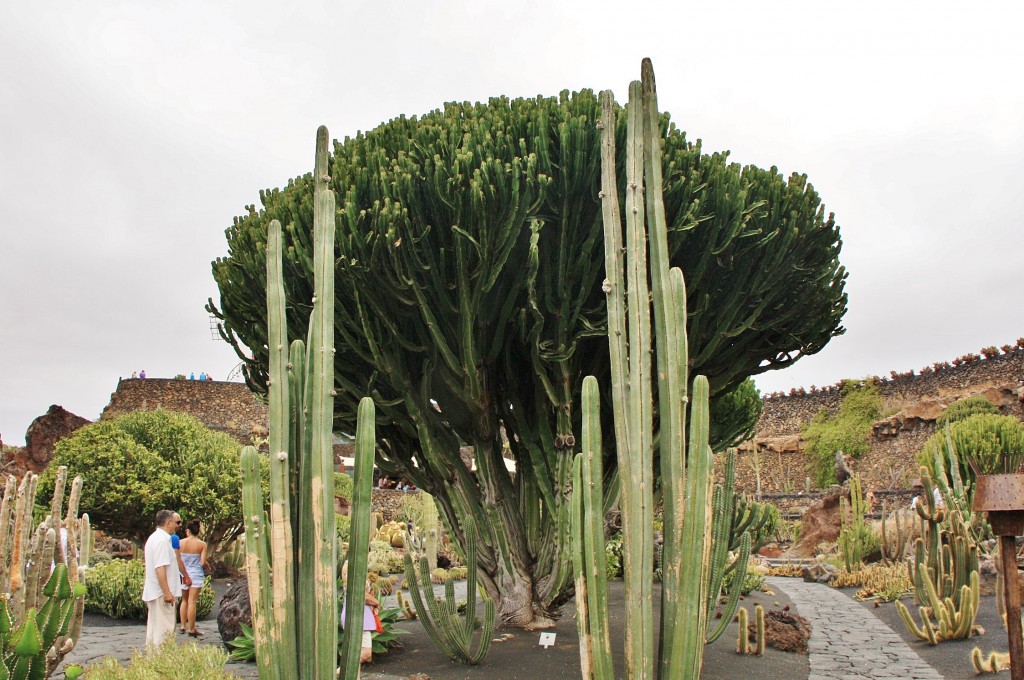 Foto: Jardín de Cactus - Guatiza (Lanzarote) (Las Palmas), España