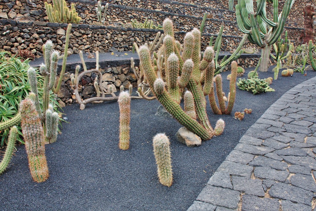 Foto: Jardín de Cactus - Guatiza (Lanzarote) (Las Palmas), España