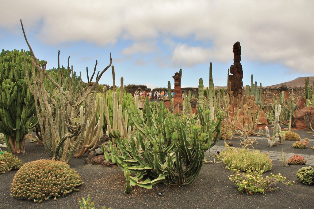Foto: Jardín de Cactus - Guatiza (Lanzarote) (Las Palmas), España