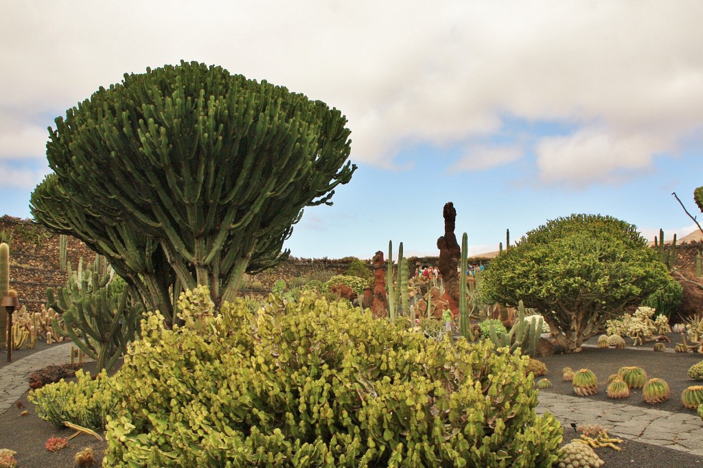 Foto: Jardín de Cactus - Guatiza (Lanzarote) (Las Palmas), España