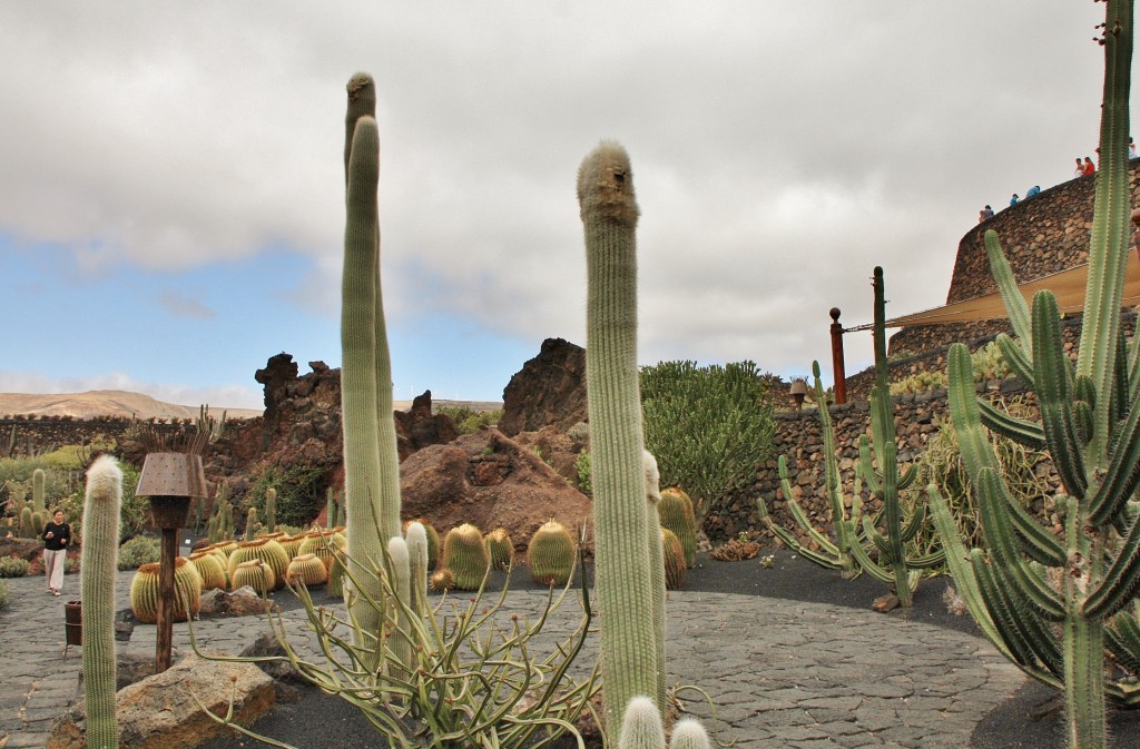 Foto: Jardín de Cactus - Guatiza (Lanzarote) (Las Palmas), España