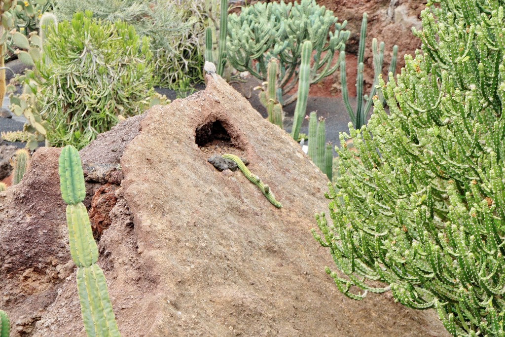 Foto: Jardín de Cactus - Guatiza (Lanzarote) (Las Palmas), España