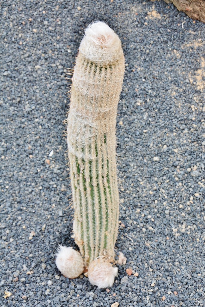Foto: Jardín de Cactus - Guatiza (Lanzarote) (Las Palmas), España