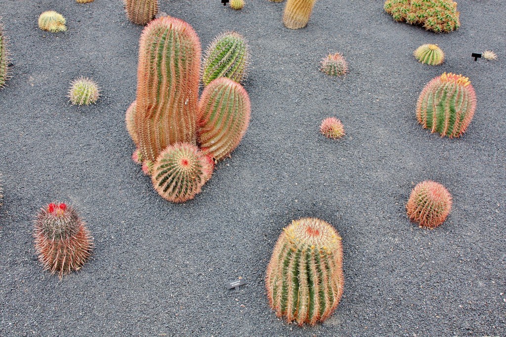 Foto: Jardín de Cactus - Guatiza (Lanzarote) (Las Palmas), España