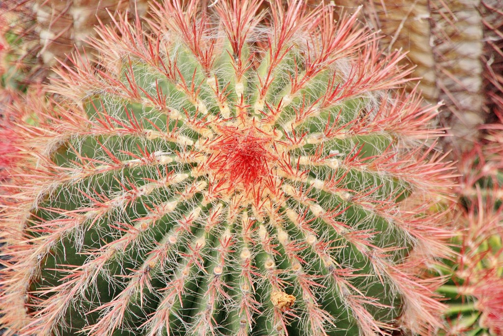 Foto: Jardín de Cactus - Guatiza (Lanzarote) (Las Palmas), España