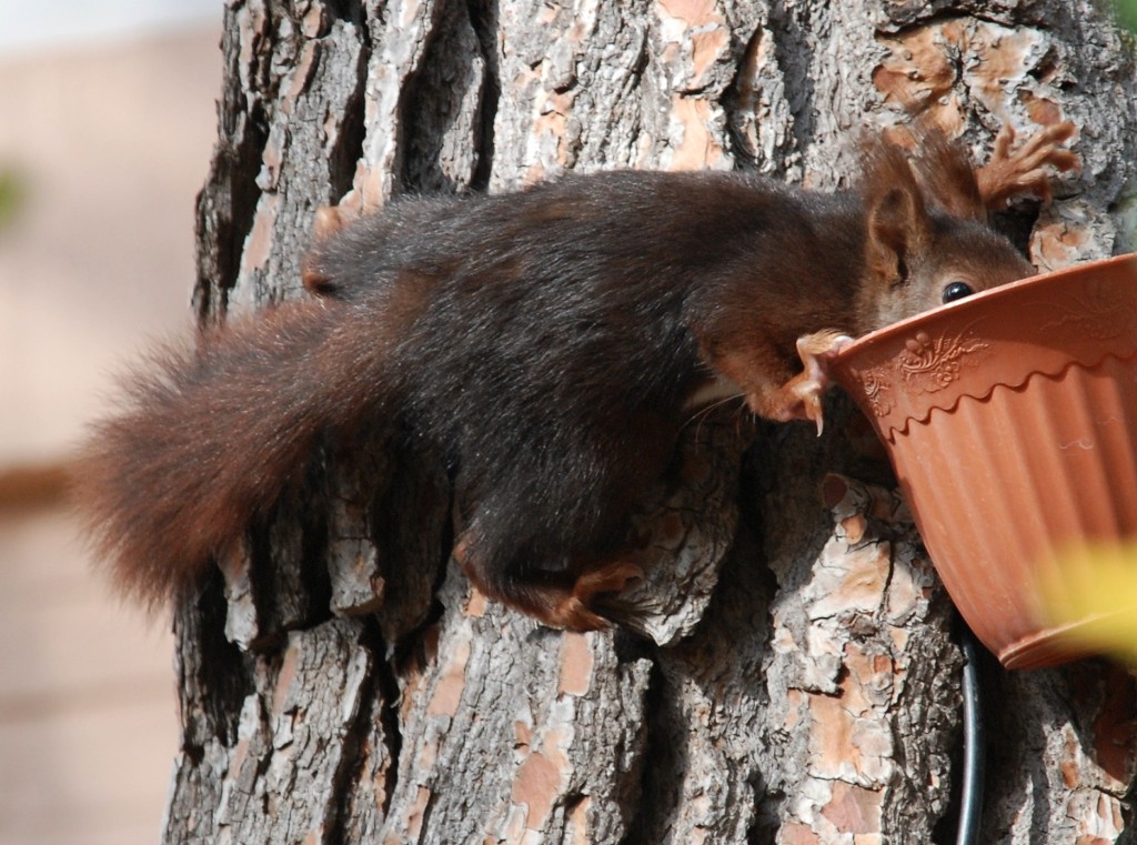Foto de Cofrentes (València), España