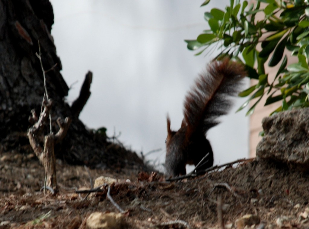 Foto de Cofrentes (València), España