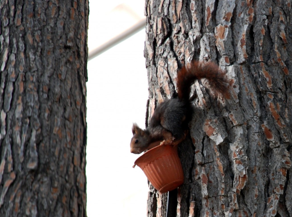 Foto de Cofrentes (València), España
