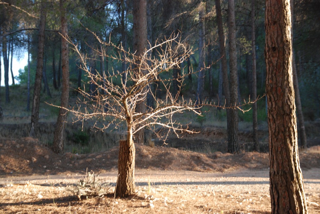 Foto de Cofrentes (València), España