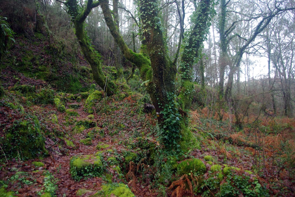 Foto de Fornelos de Montes (Pontevedra), España