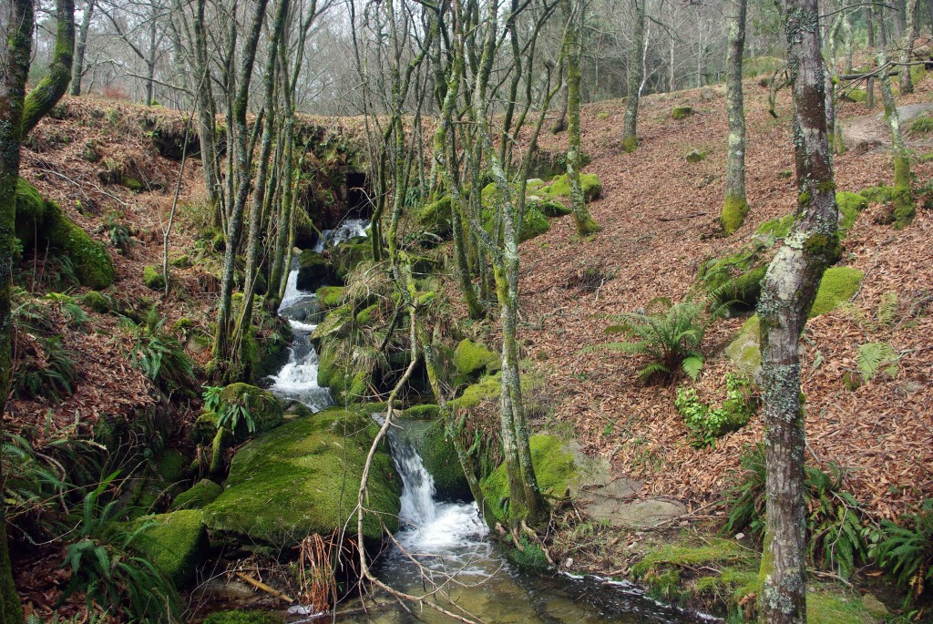Foto: monte aloia - Tui (Pontevedra), España