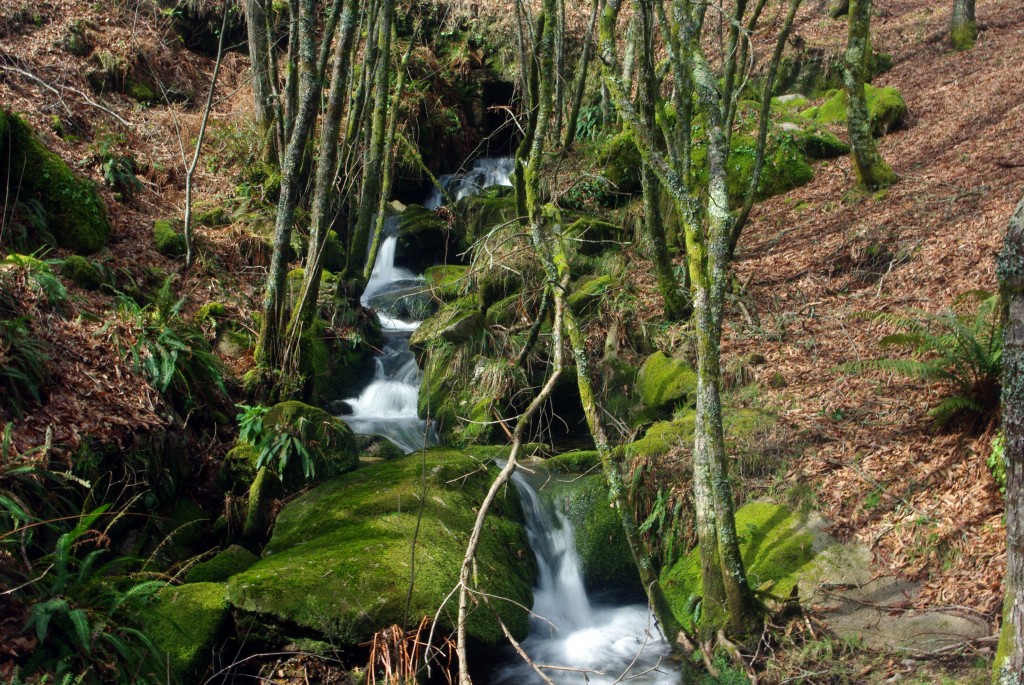 Foto: monte aloia - Tui (Pontevedra), España