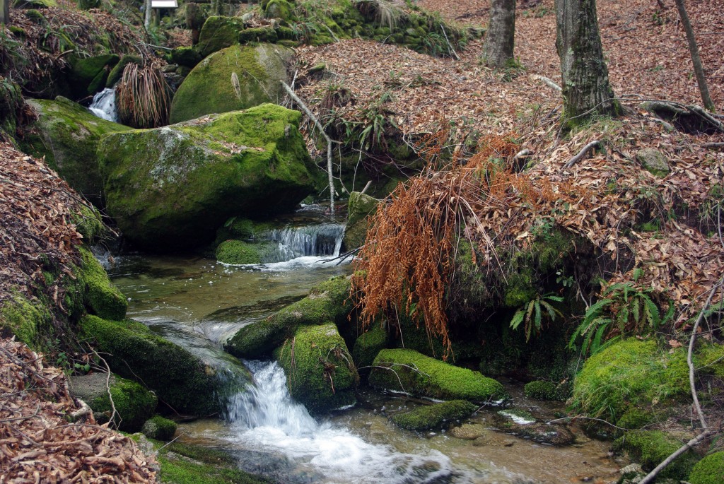 Foto: monte aloia - Tui (Pontevedra), España