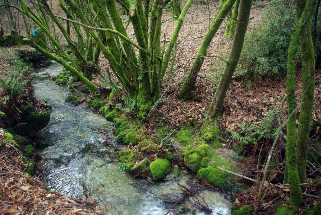 Foto: monte aloia - Tui (Pontevedra), España