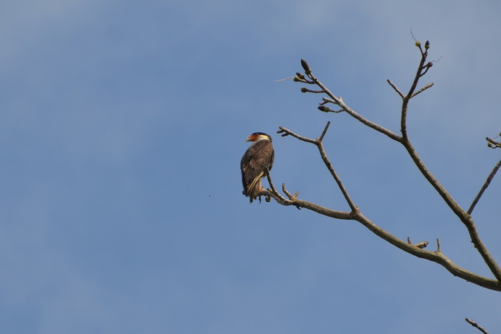 Foto de Caño negro (Alajuela), Costa Rica