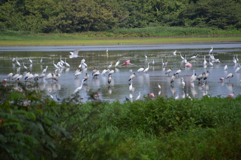 Foto de Caño negro (Alajuela), Costa Rica