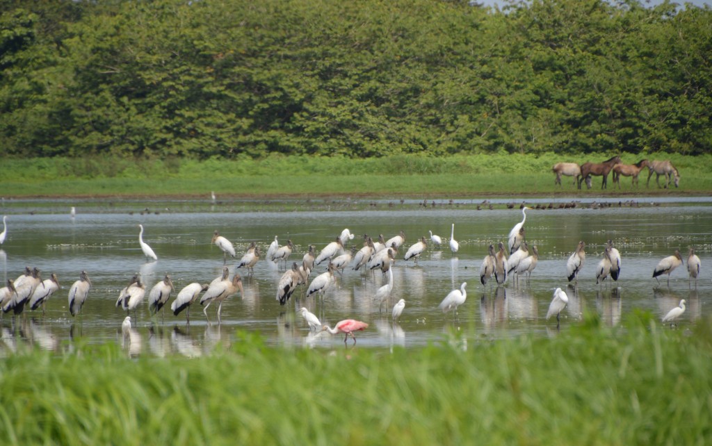 Foto de Caño negro (Alajuela), Costa Rica