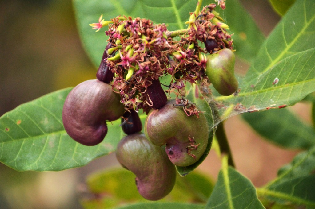 Foto de Caño negro (Alajuela), Costa Rica
