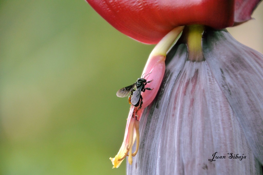 Foto de Caño negro (Alajuela), Costa Rica