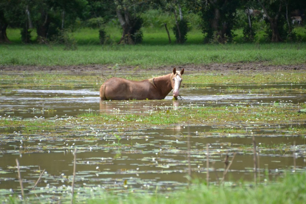 Foto de Caño negro (Alajuela), Costa Rica