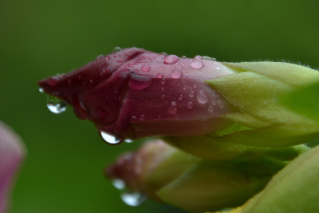 Foto de Caño negro (Alajuela), Costa Rica
