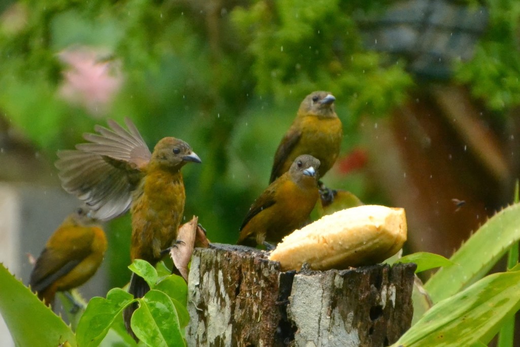 Foto de Caño negro (Alajuela), Costa Rica