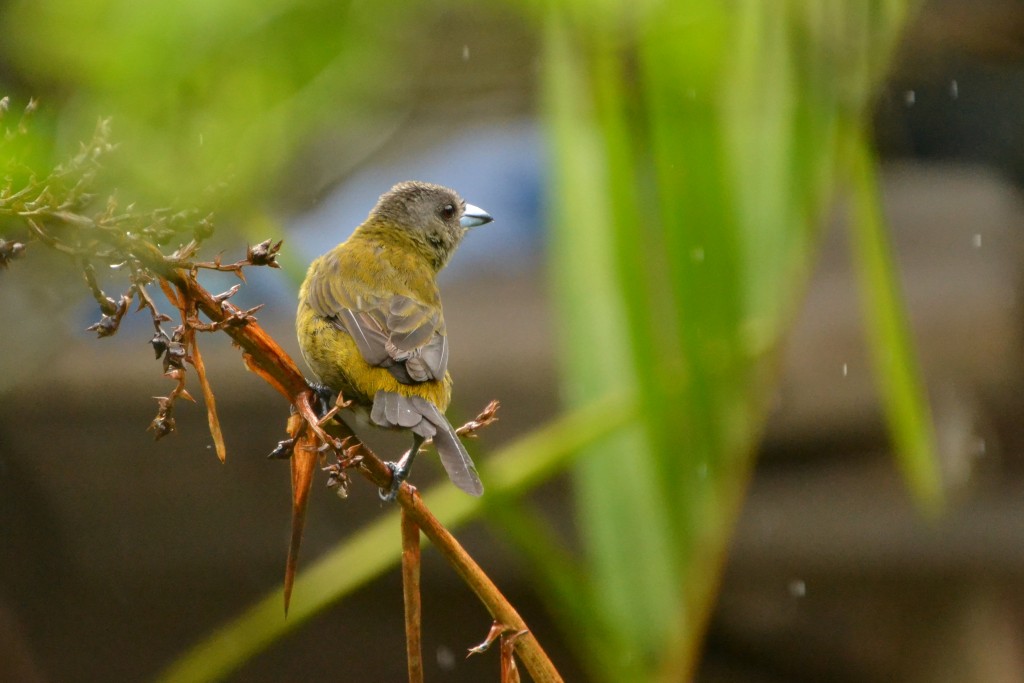 Foto de Caño negro (Alajuela), Costa Rica