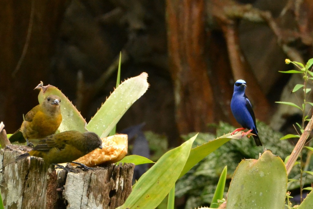 Foto de Caño negro (Alajuela), Costa Rica