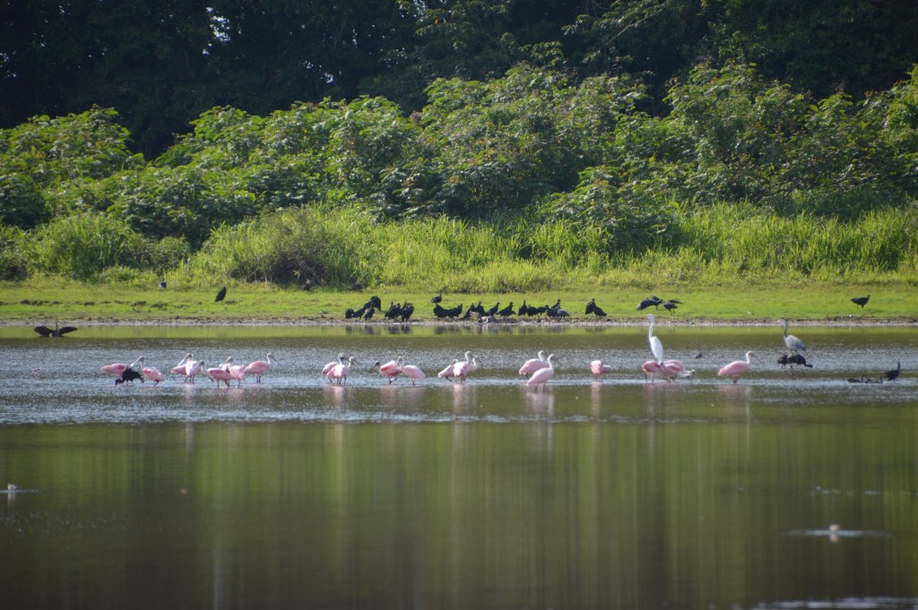 Foto de Caño negro (Alajuela), Costa Rica