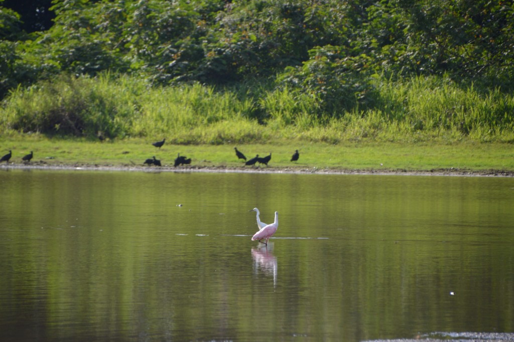 Foto de Caño negro (Alajuela), Costa Rica