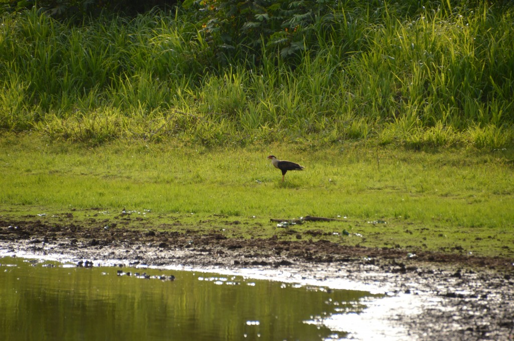 Foto de Caño negro (Alajuela), Costa Rica