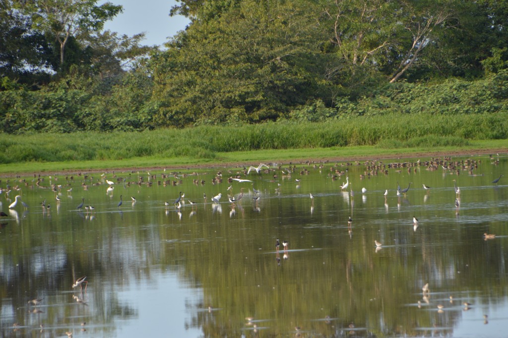Foto de Caño negro (Alajuela), Costa Rica