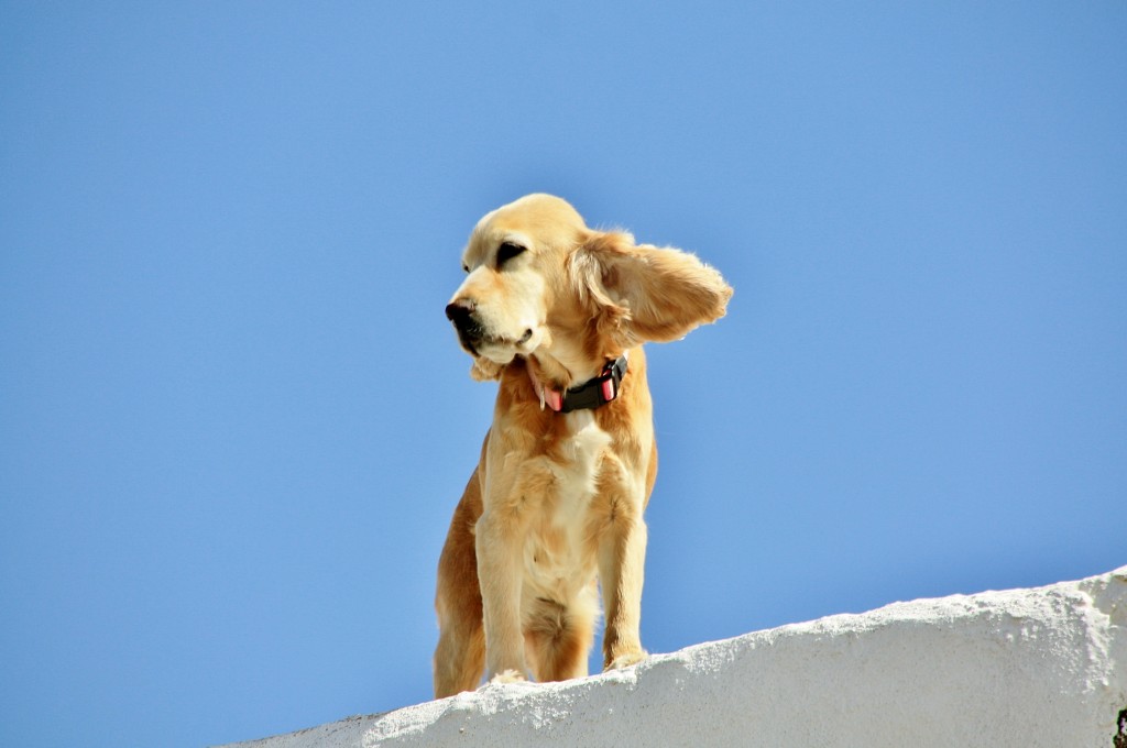 Foto: Hacía viento - Teguise (Lanzarote) (Las Palmas), España