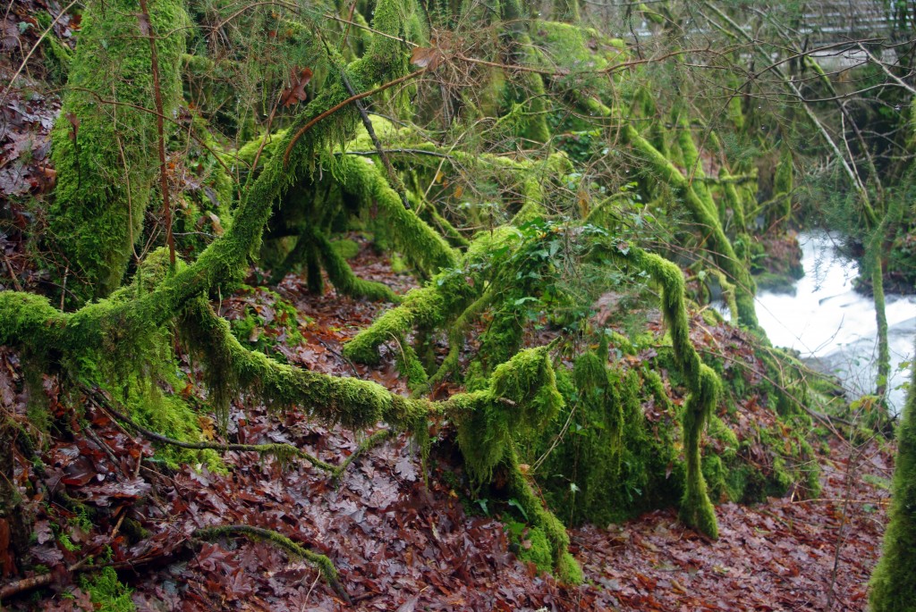 Foto: Serra do Suido - Covelo (Pontevedra), España