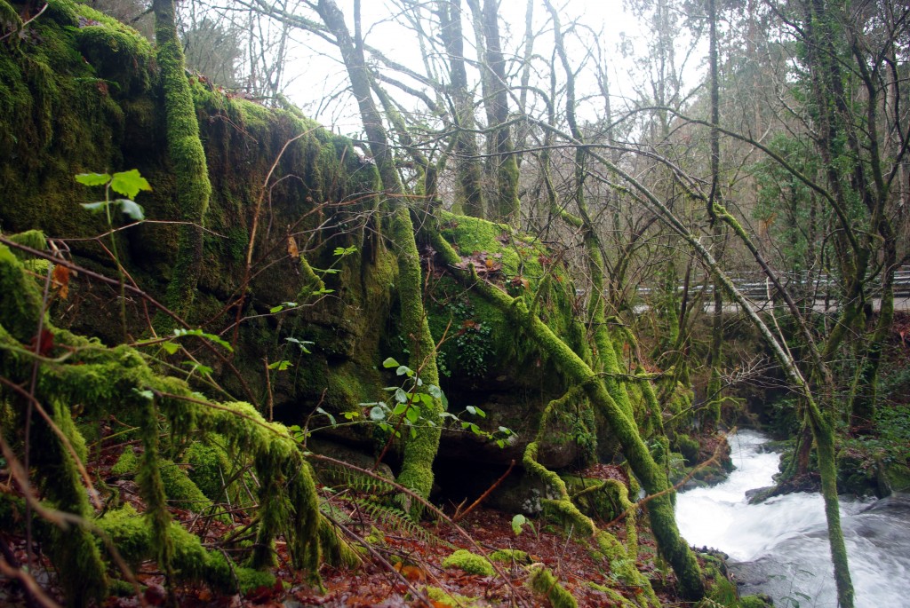 Foto: Serra do Suido - Covelo (Pontevedra), España