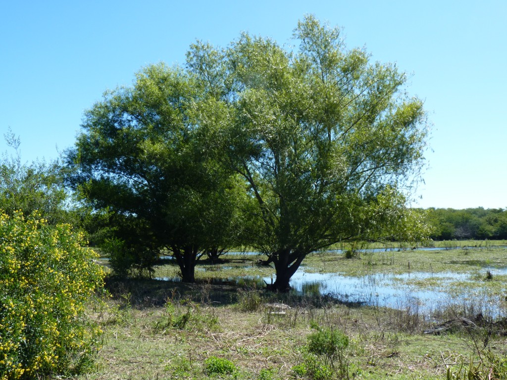 Foto: Reserva Urbana del Pilar - Pilar (Buenos Aires), Argentina