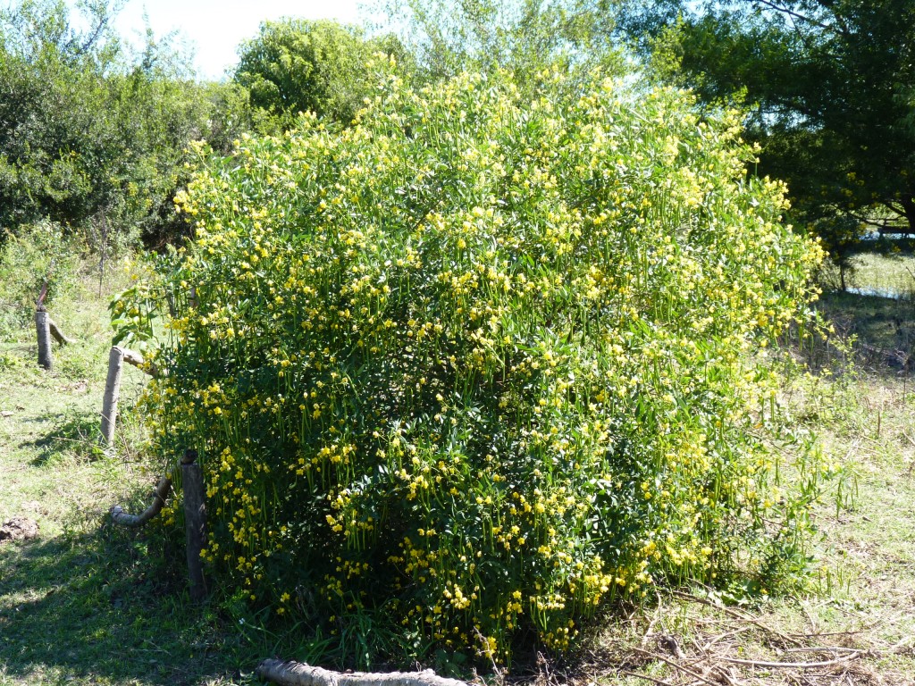 Foto: Reserva Urbana del Pilar - Pilar (Buenos Aires), Argentina