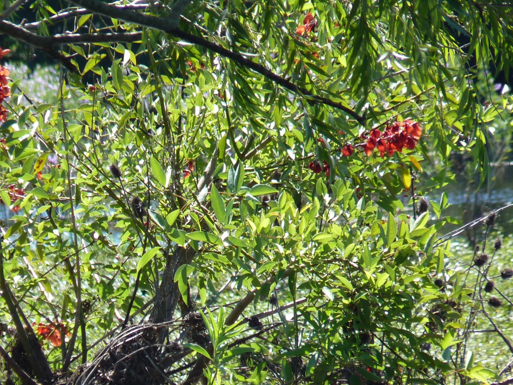 Foto: Reserva Urbana del Pilar - Pilar (Buenos Aires), Argentina
