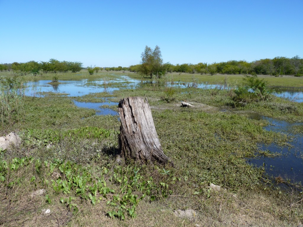 Foto: Reserva Urbana del Pilar - Pilar (Buenos Aires), Argentina