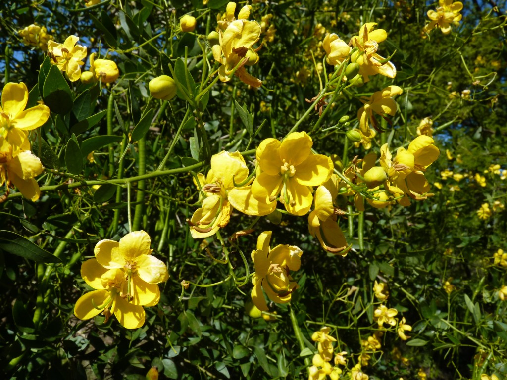 Foto: Reserva Urbana del Pilar - Pilar (Buenos Aires), Argentina