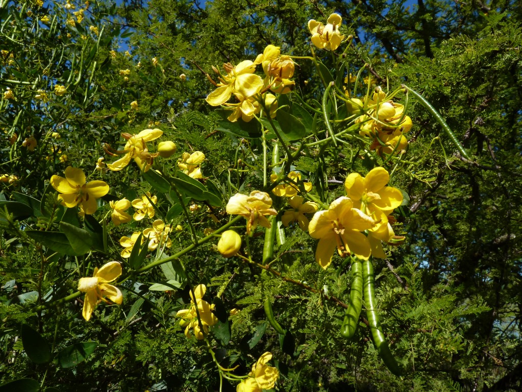 Foto: Reserva Urbana del Pilar - Pilar (Buenos Aires), Argentina