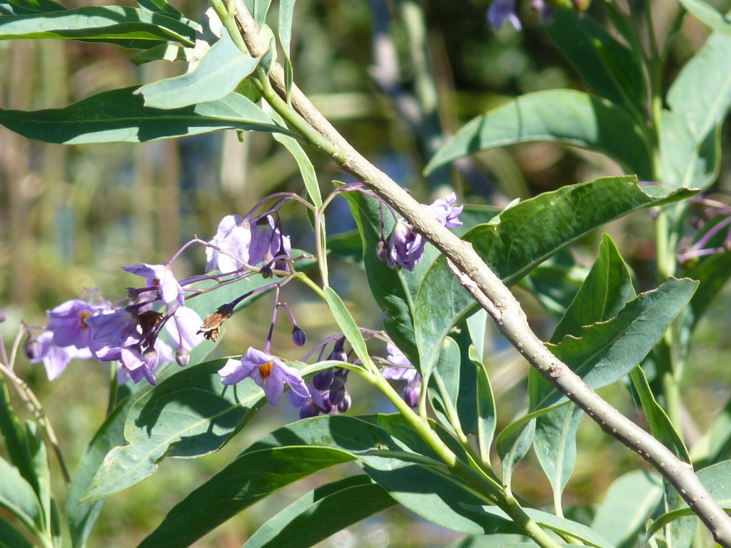 Foto: Reserva Urbana del Pilar - Pilar (Buenos Aires), Argentina