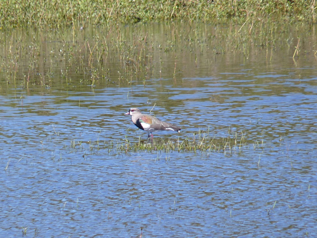 Foto: Reserva Urbana del Pilar - Pilar (Buenos Aires), Argentina