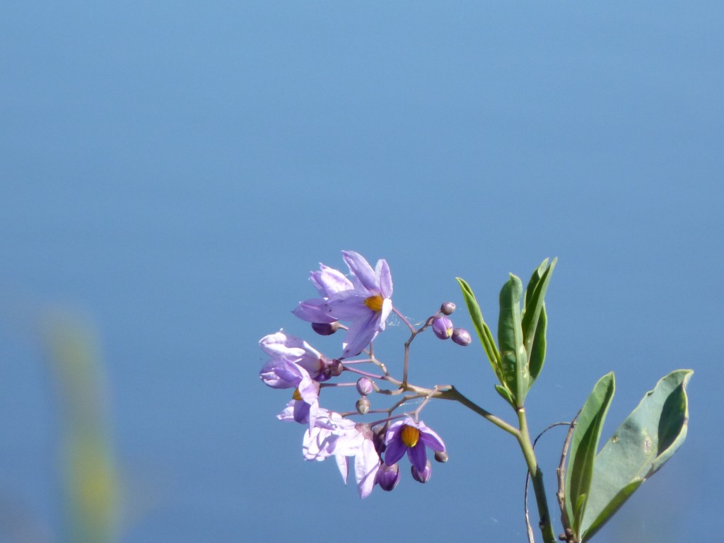 Foto: Reserva Urbana del Pilar - Pilar (Buenos Aires), Argentina